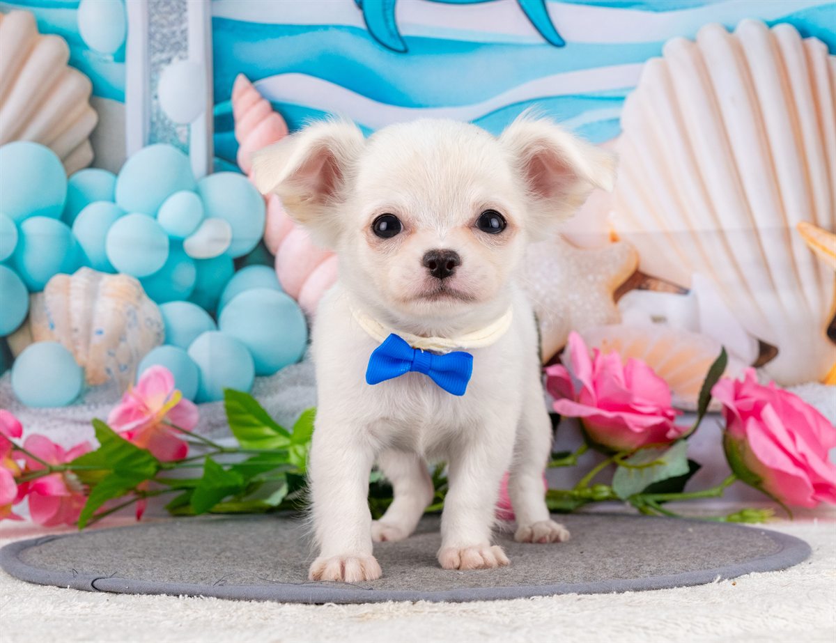 チワワ(ロング) | 女の子 | クリーム | 2026年1月31日（ID:dog-4000835）