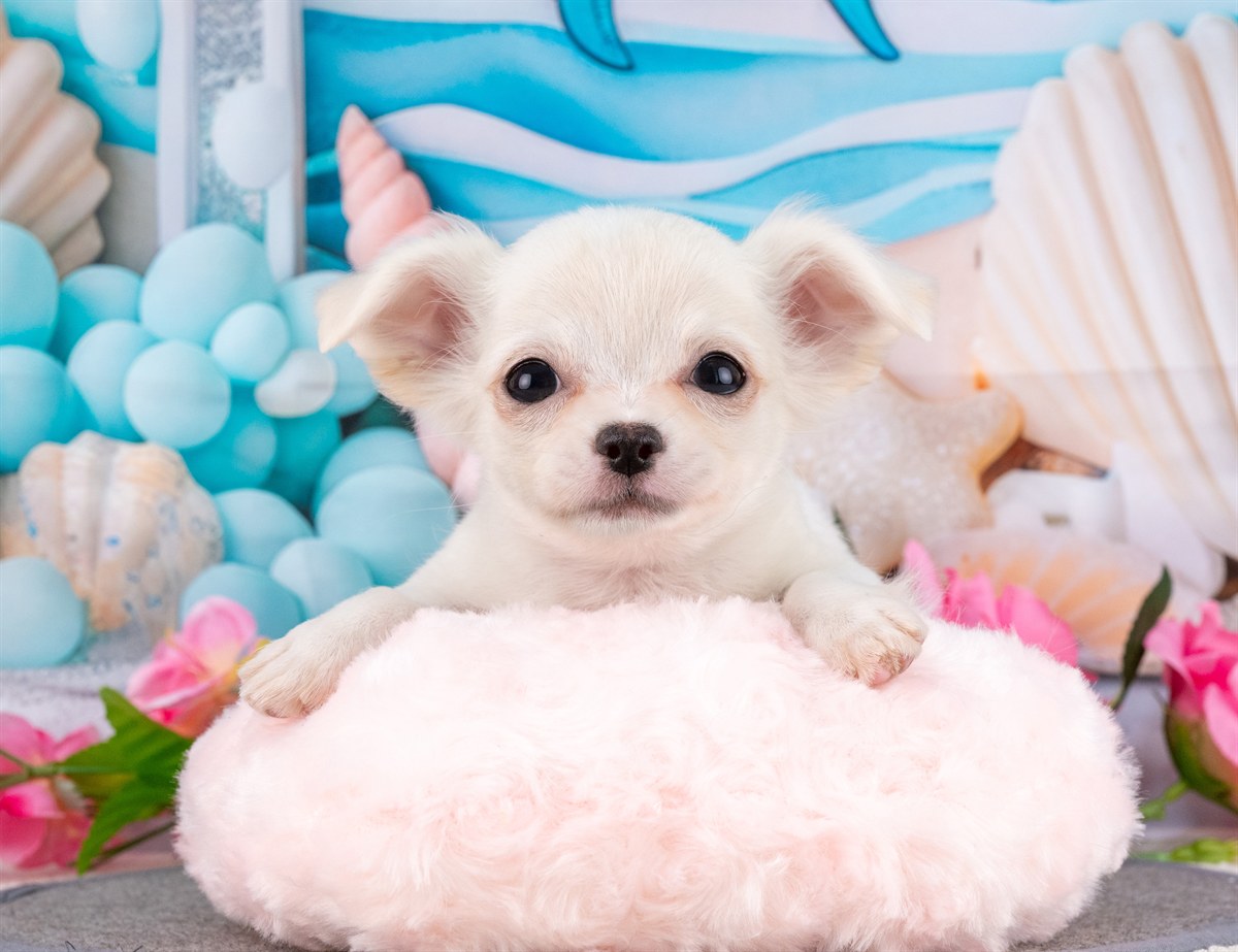 チワワ(ロング) | 女の子 | クリーム | 2026年1月31日（ID:dog-4000835）