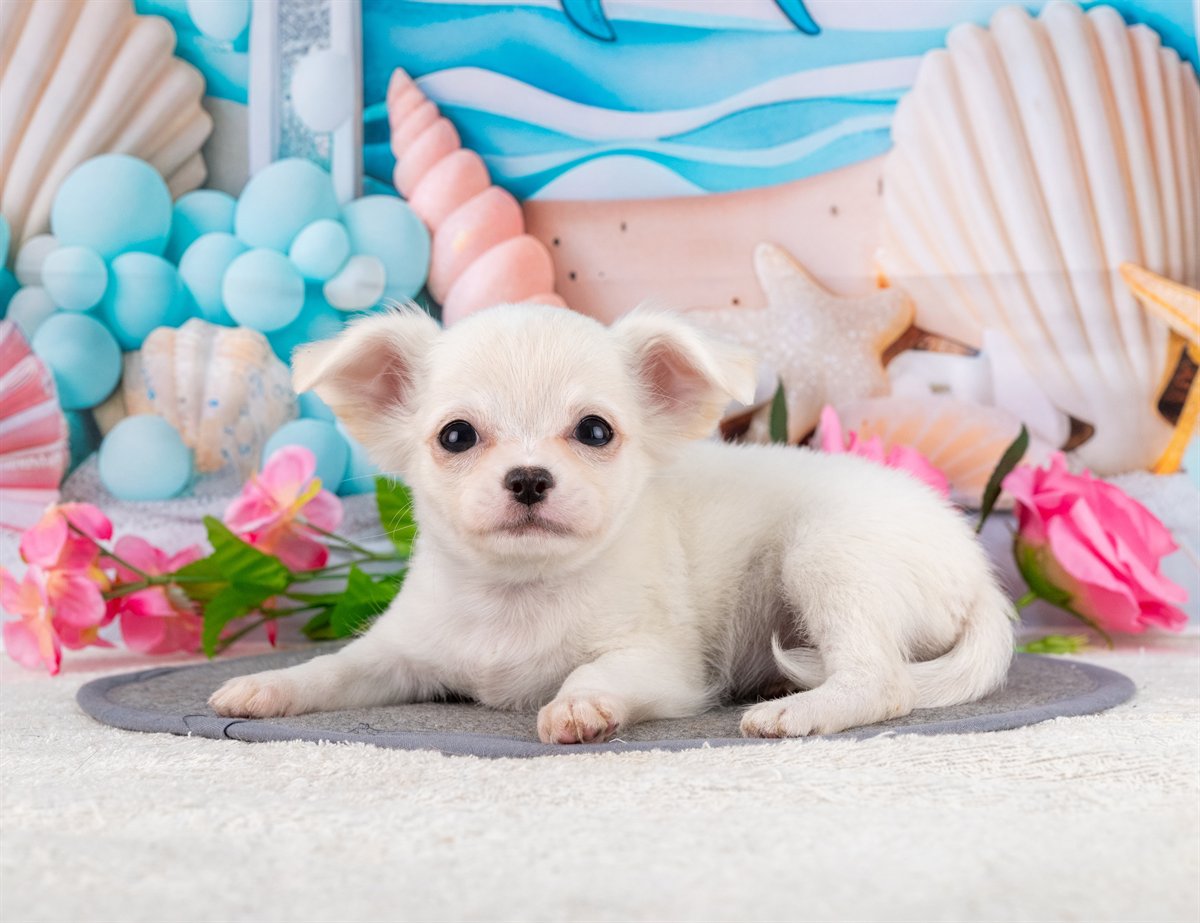 チワワ(ロング) | 女の子 | クリーム | 2026年1月31日（ID:dog-4000835）