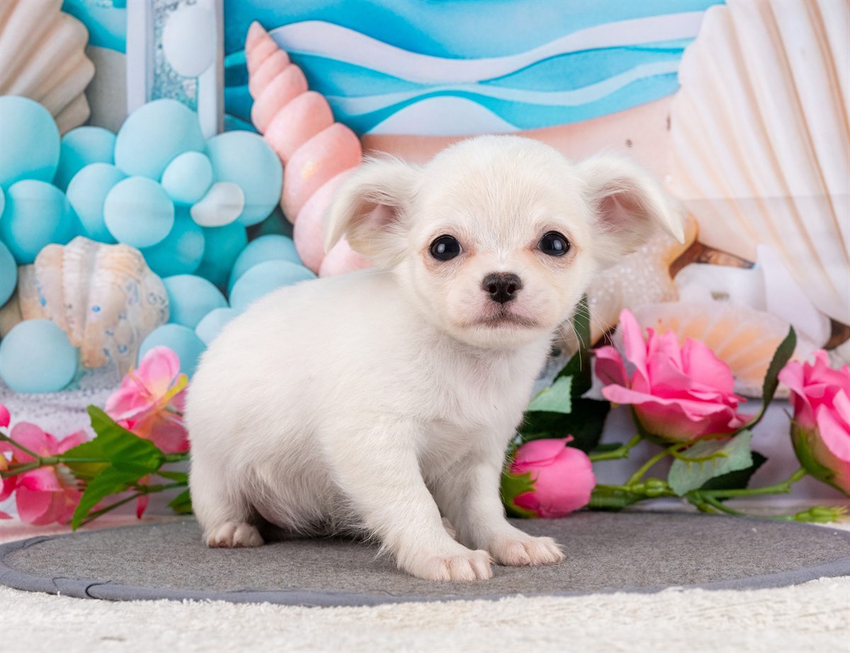 チワワ(ロング) | 女の子 | クリーム | 2026年1月31日（ID:dog-4000835）