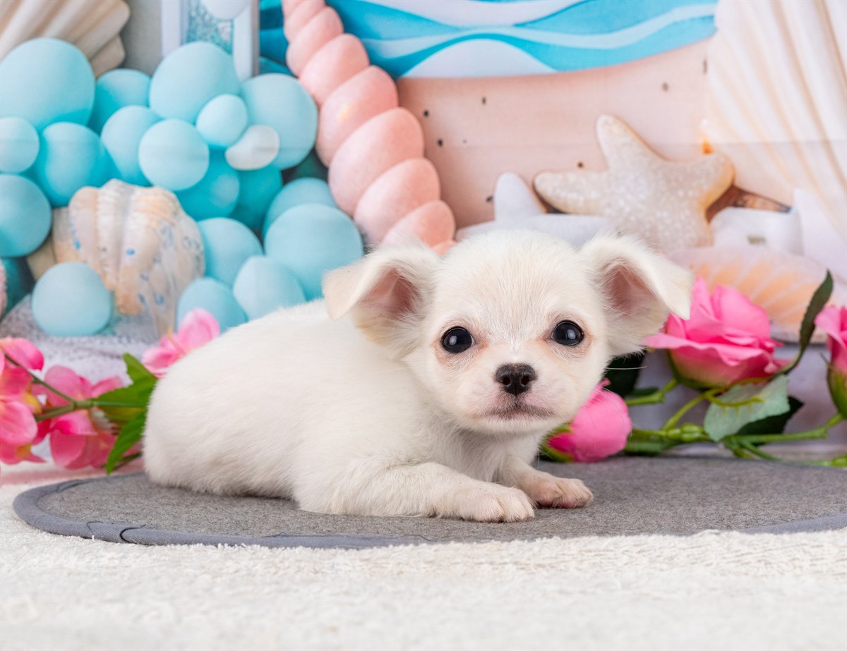 チワワ(ロング) | 女の子 | クリーム | 2026年1月31日（ID:dog-4000835）