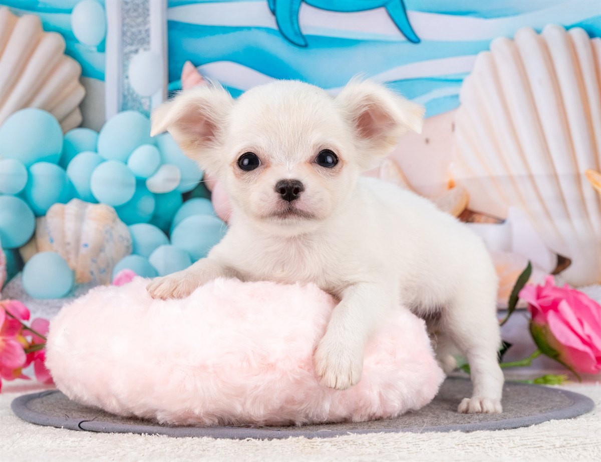 チワワ(ロング) | 女の子 | クリーム | 2026年1月31日（ID:dog-4000835）