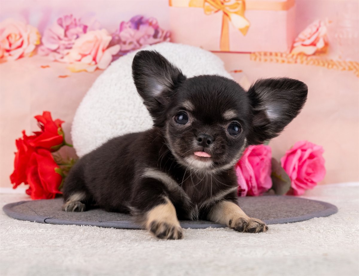 チワワ(ロング) | 女の子 | ブラック＆タン | 2026年1月31日（ID:dog-4000836）