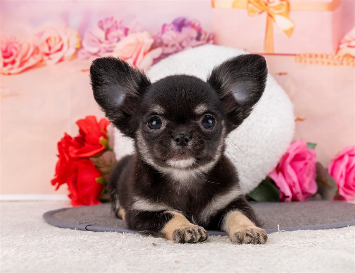 チワワ(ロング) | 女の子 | ブラック＆タン | 2026年1月31日（ID:dog-4000836）