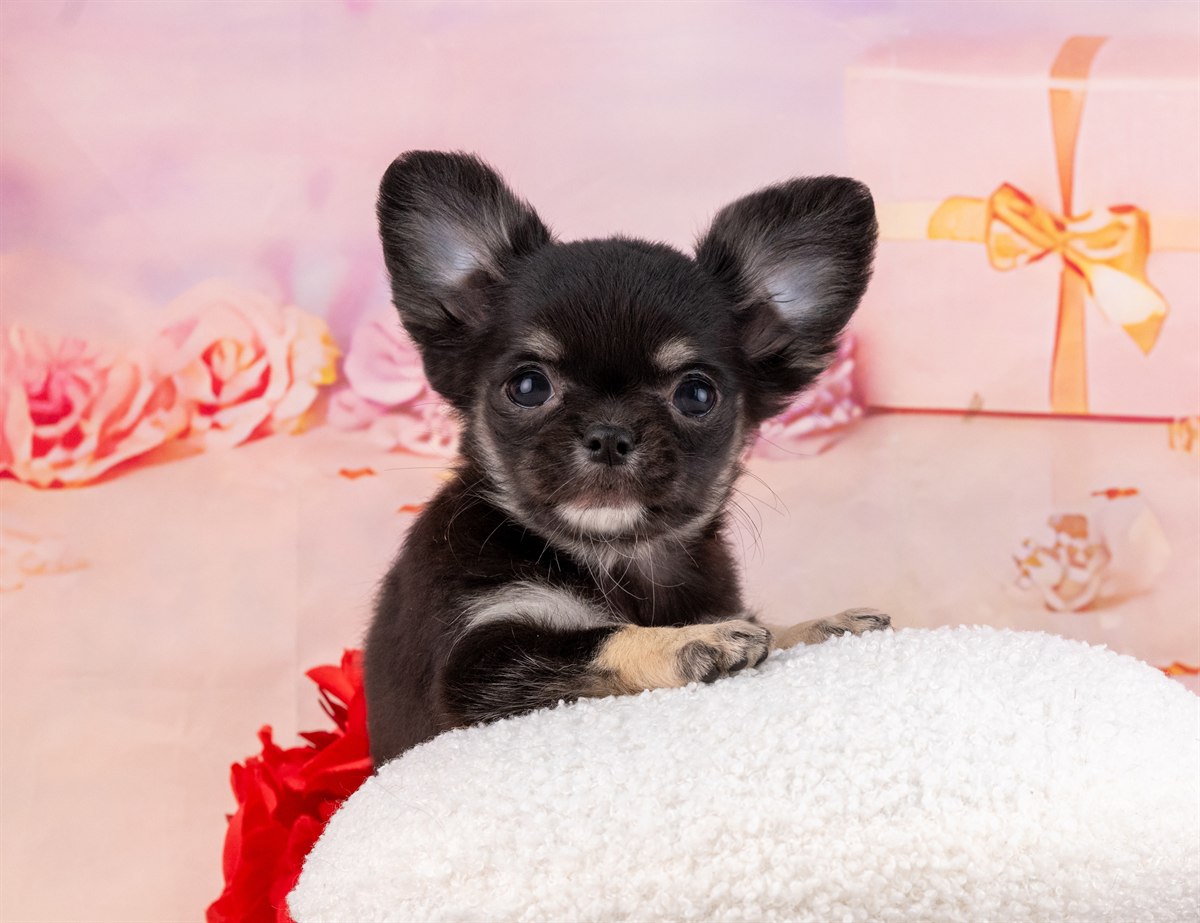 チワワ(ロング) | 女の子 | ブラック＆タン | 2026年1月31日（ID:dog-4000836）