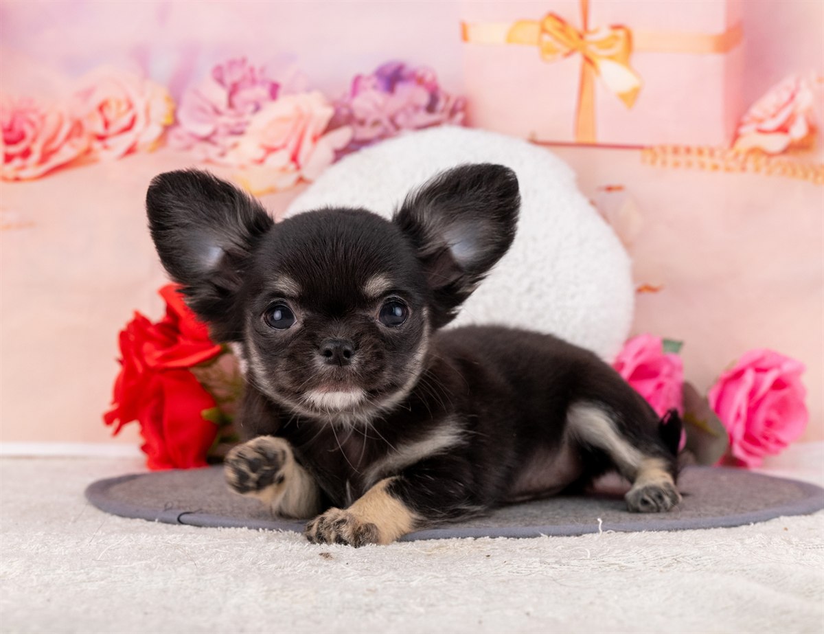 チワワ(ロング) | 女の子 | ブラック＆タン | 2026年1月31日（ID:dog-4000836）