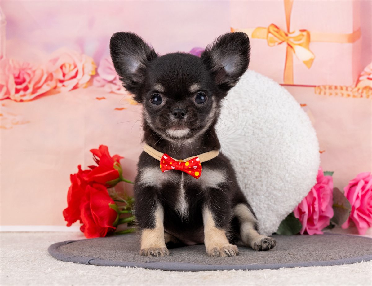 チワワ(ロング) | 女の子 | ブラック＆タン | 2026年1月31日（ID:dog-4000836）