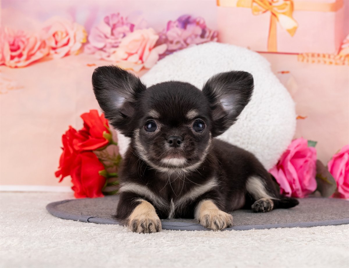 チワワ(ロング) | 女の子 | ブラック＆タン | 2026年1月31日（ID:dog-4000836）