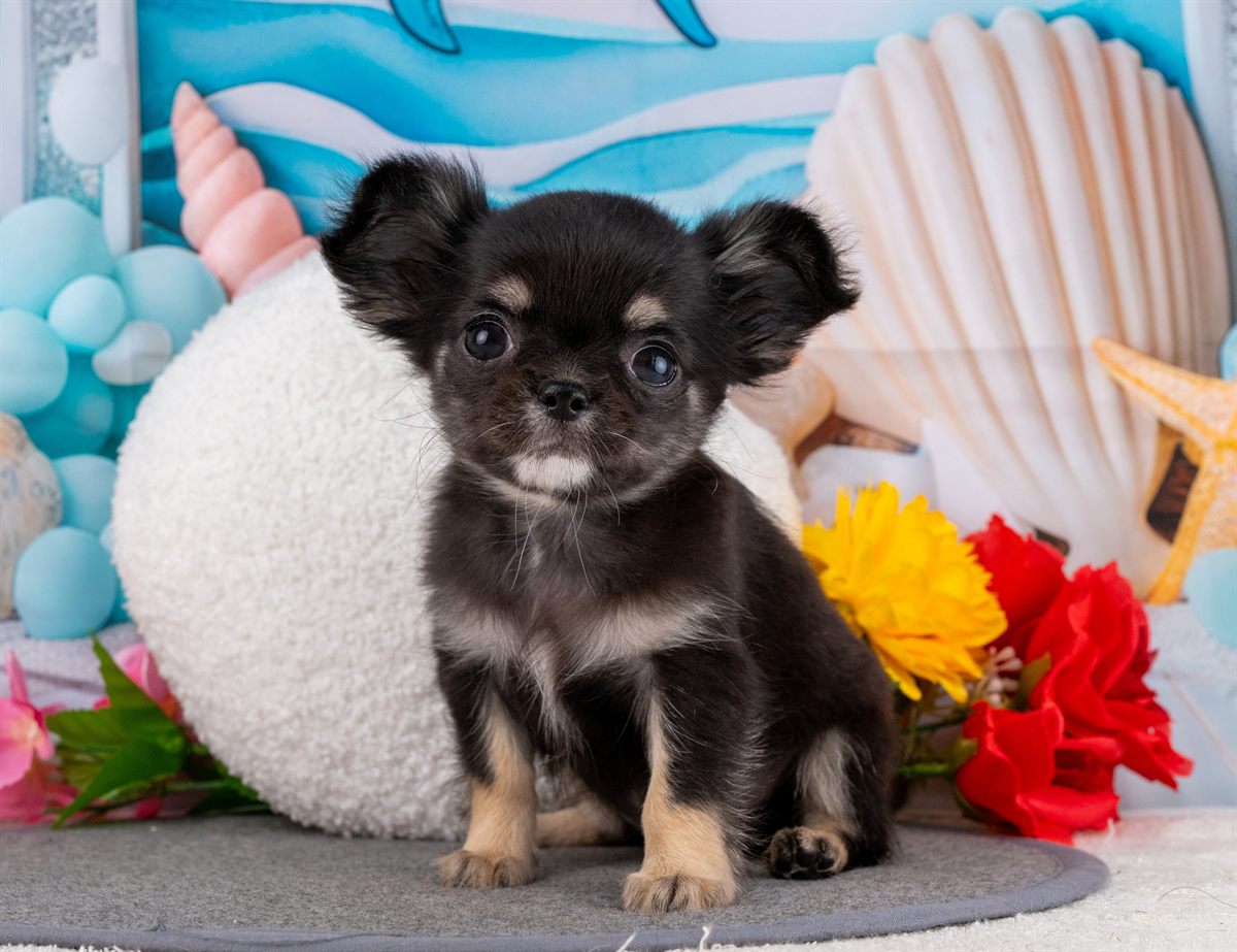 チワワ(ロング) | 女の子 | ブラック＆タン | 2026年1月31日（ID:dog-4000838）