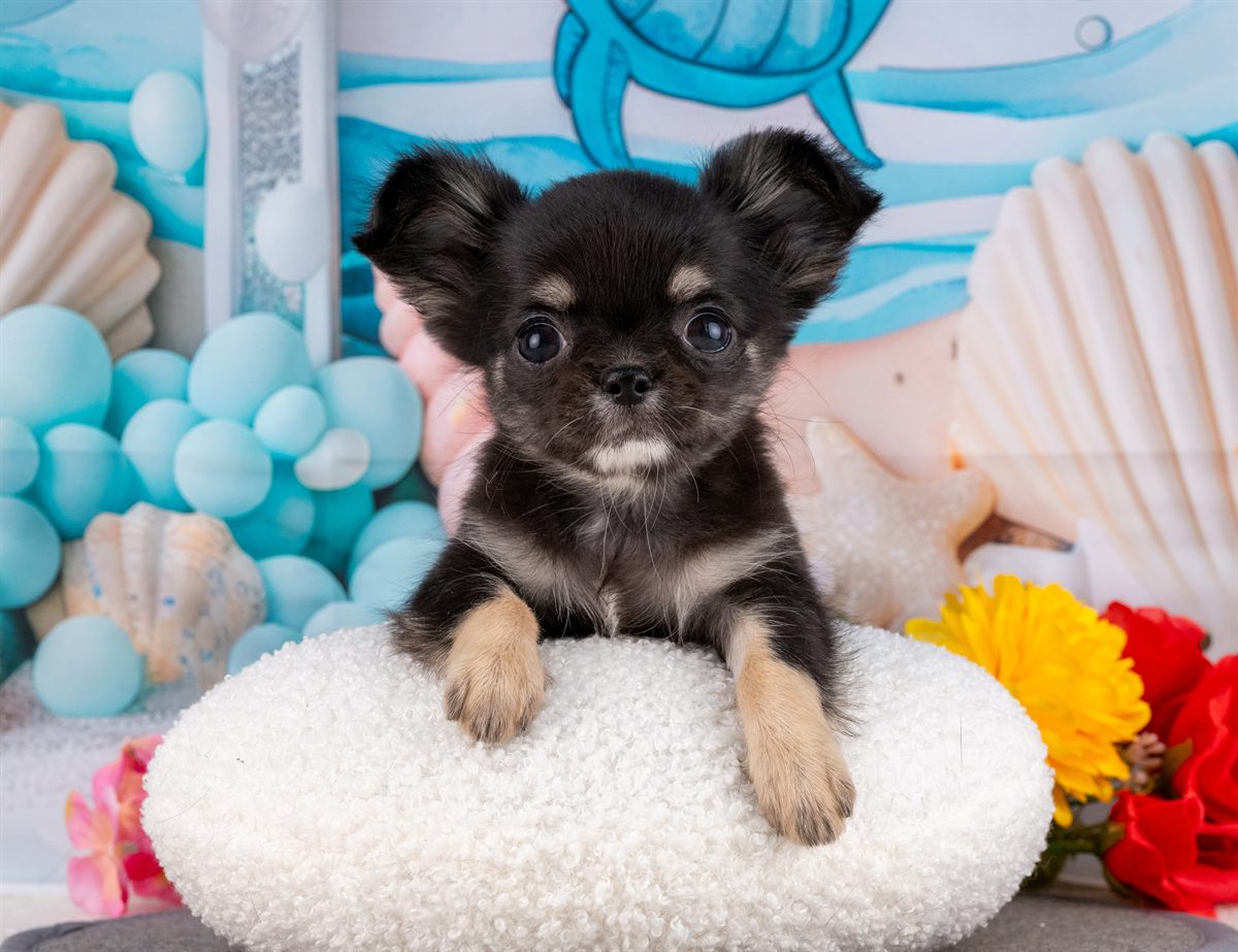 チワワ(ロング) | 女の子 | ブラック＆タン | 2026年1月31日（ID:dog-4000838）