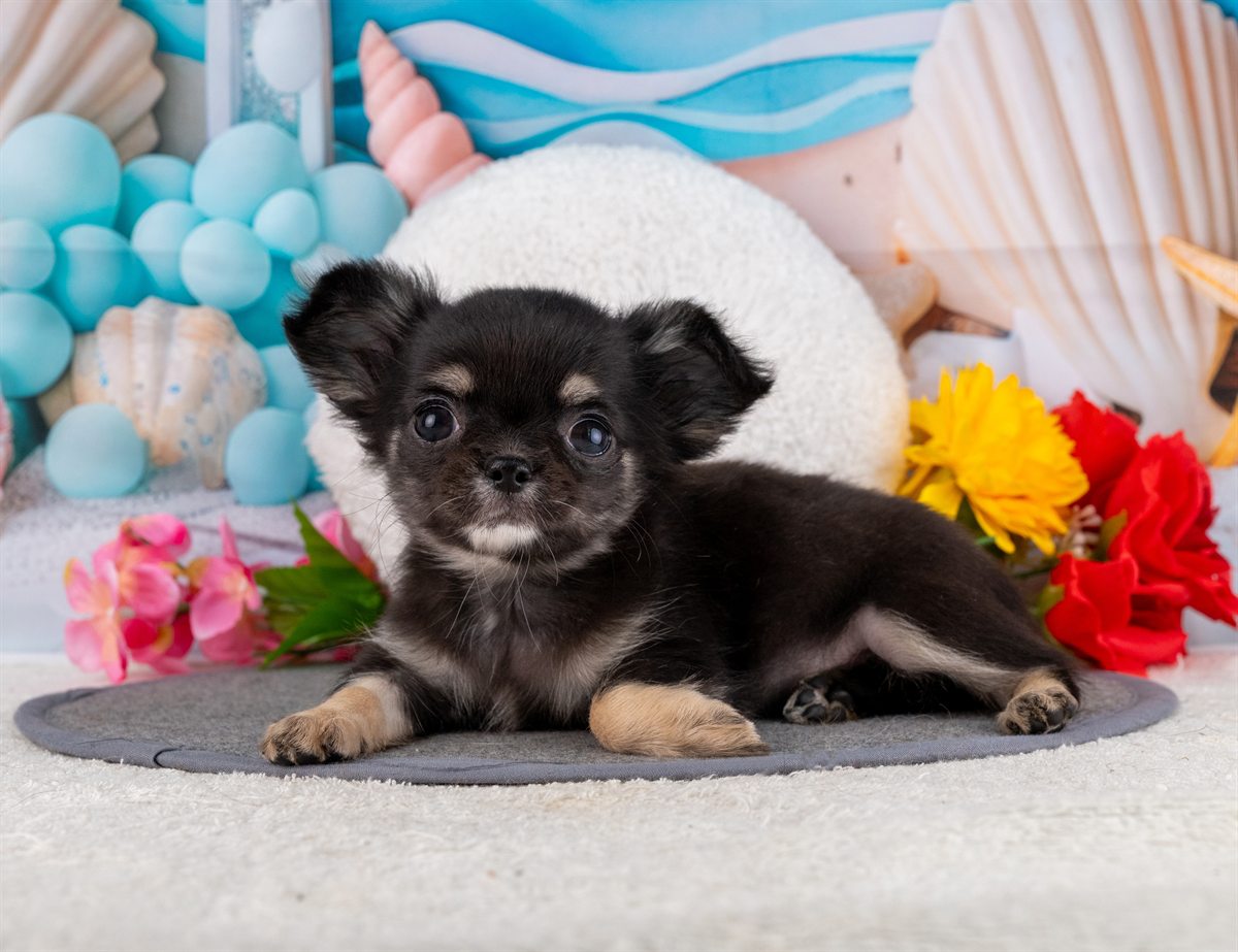 チワワ(ロング) | 女の子 | ブラック＆タン | 2026年1月31日（ID:dog-4000838）