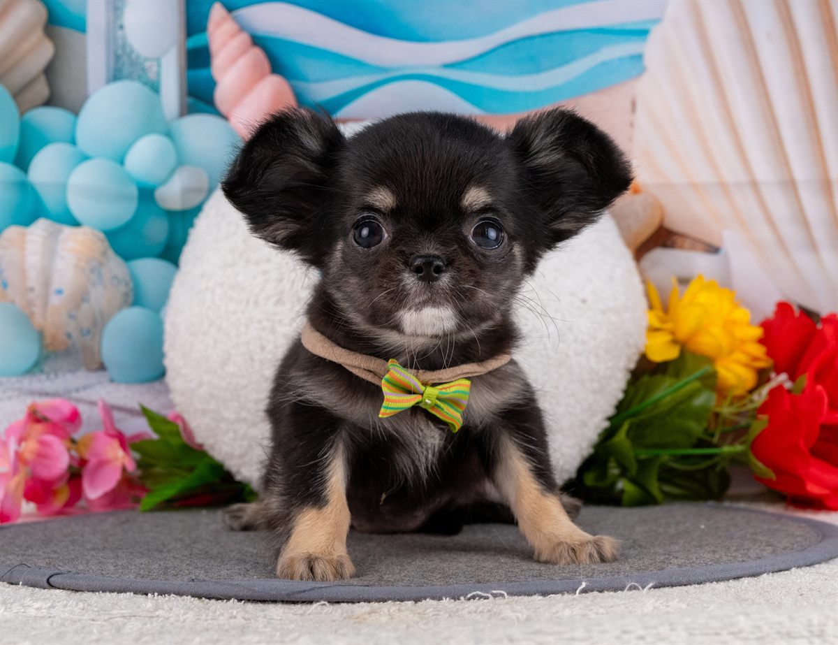 チワワ(ロング) | 女の子 | ブラック＆タン | 2026年1月31日（ID:dog-4000838）