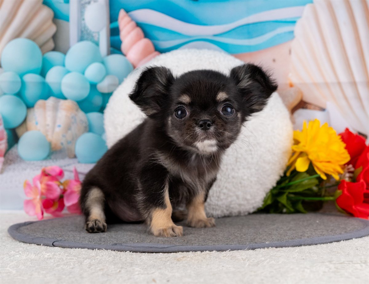 チワワ(ロング) | 女の子 | ブラック＆タン | 2026年1月31日（ID:dog-4000838）