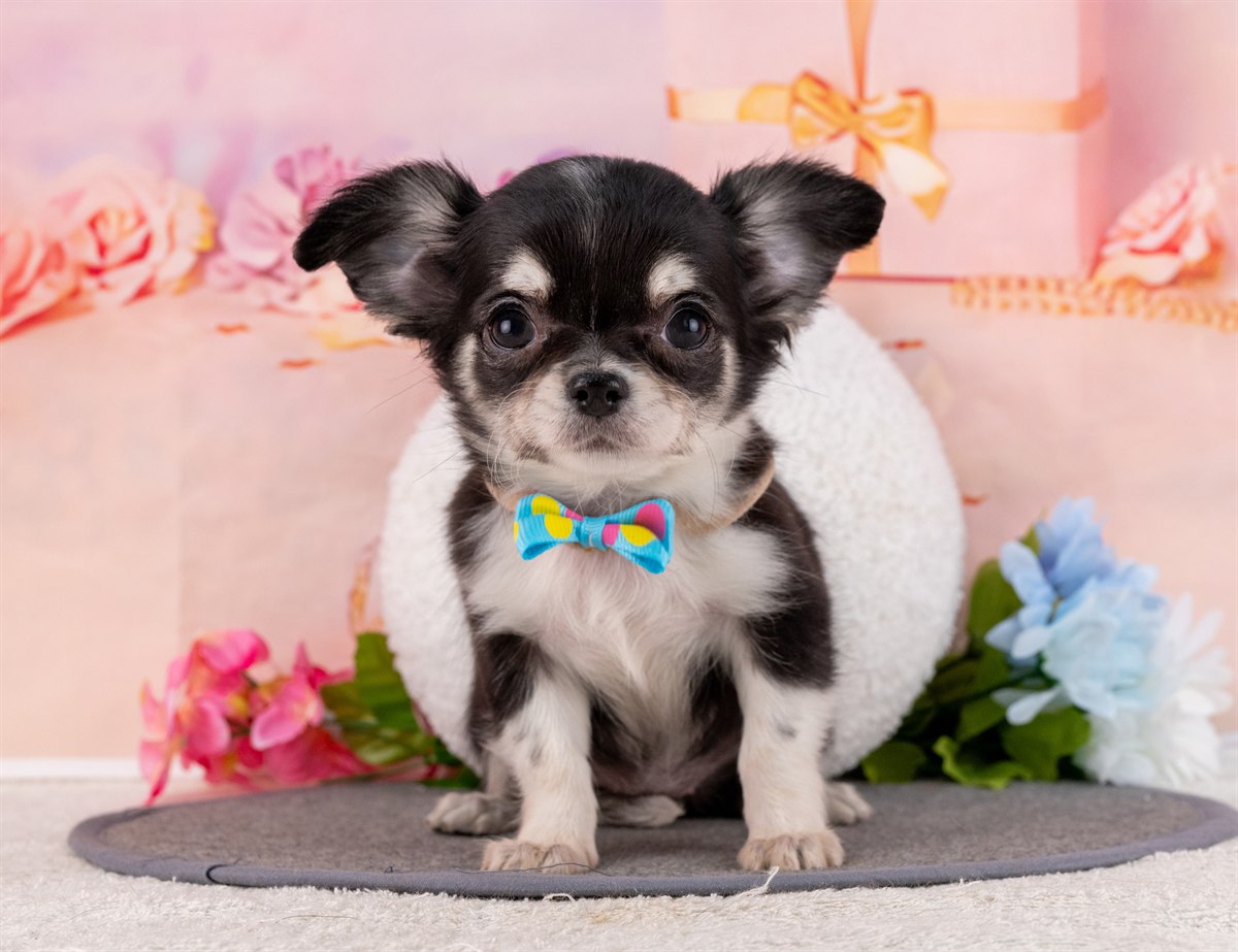 チワワ(ロング) | 女の子 | ブラックタン＆ホワイト | 2026年1月31日（ID:dog-4000839）