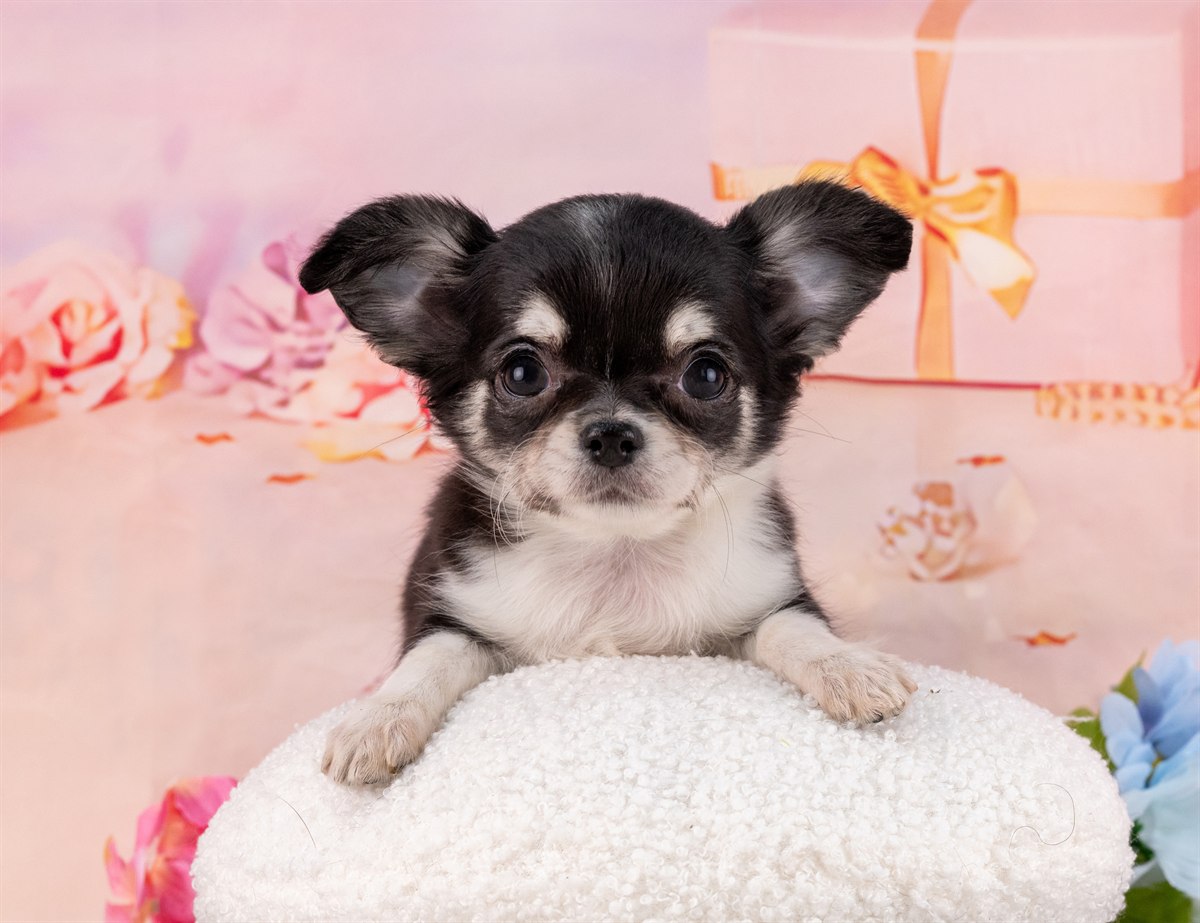 チワワ(ロング) | 女の子 | ブラックタン＆ホワイト | 2026年1月31日（ID:dog-4000839）