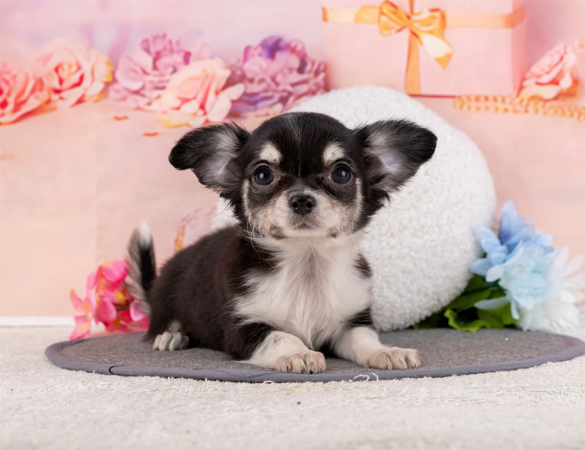 チワワ(ロング) | 女の子 | ブラックタン＆ホワイト | 2026年1月31日（ID:dog-4000839）