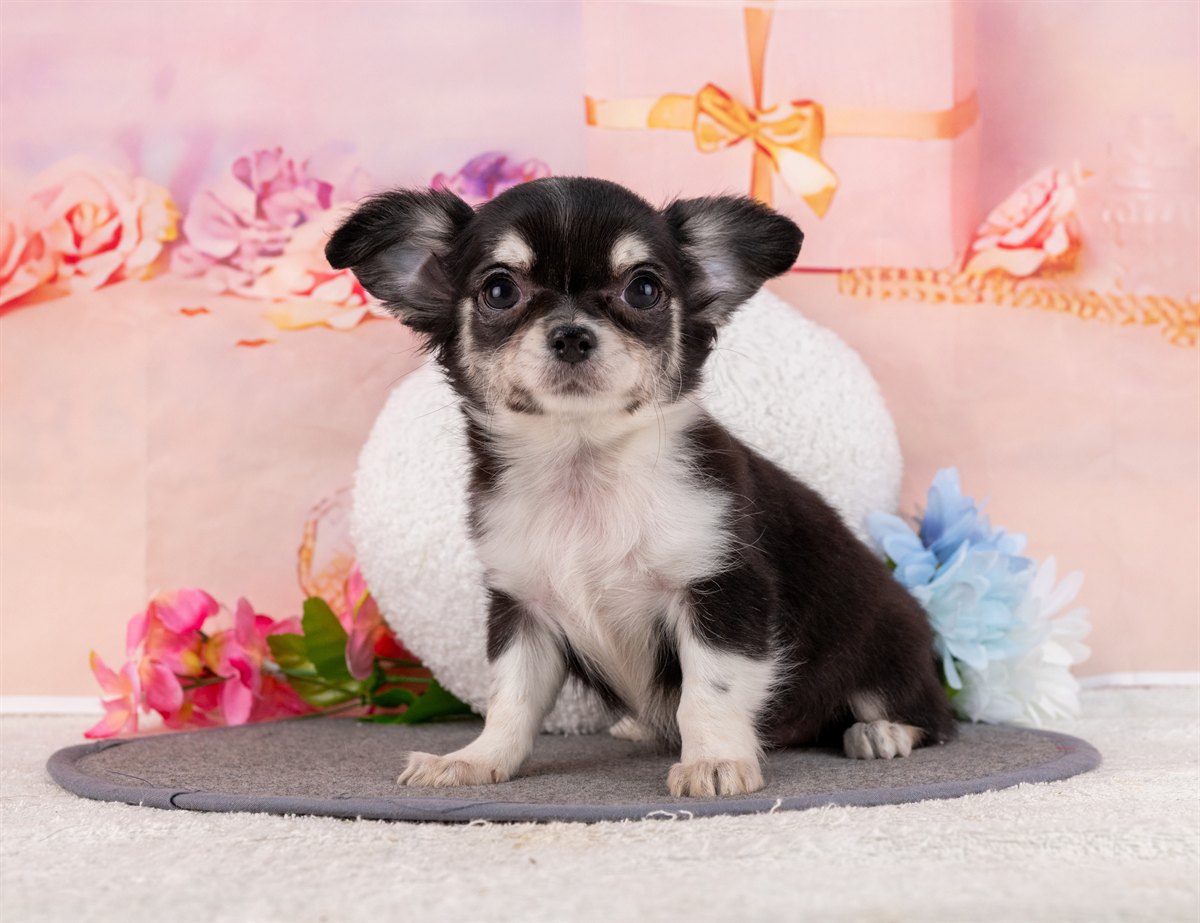 チワワ(ロング) | 女の子 | ブラックタン＆ホワイト | 2026年1月31日（ID:dog-4000839）