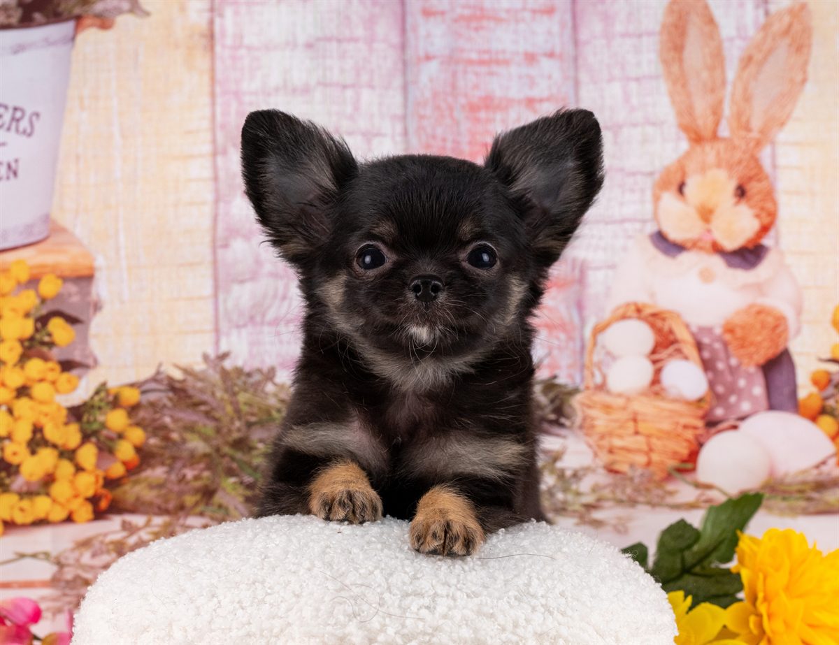 チワワ(ロング) | 女の子 | ブラック＆タン | 2026年1月31日（ID:dog-4000840）