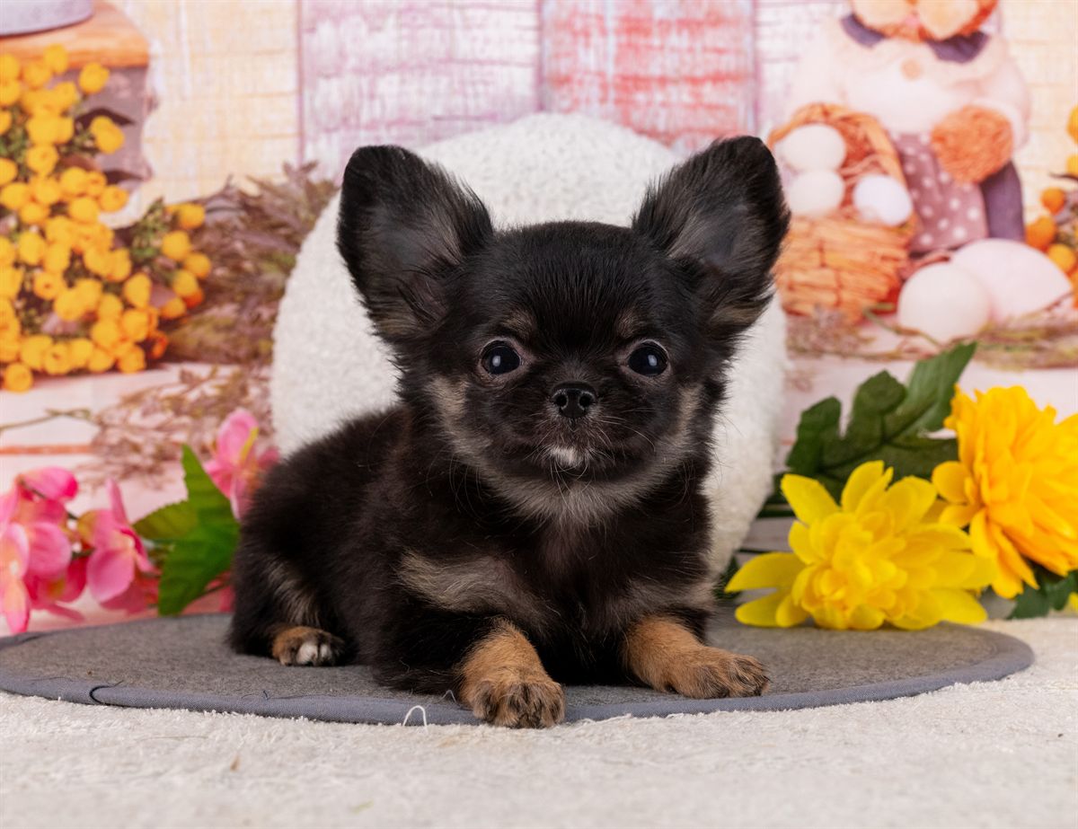 チワワ(ロング) | 女の子 | ブラック＆タン | 2026年1月31日（ID:dog-4000840）