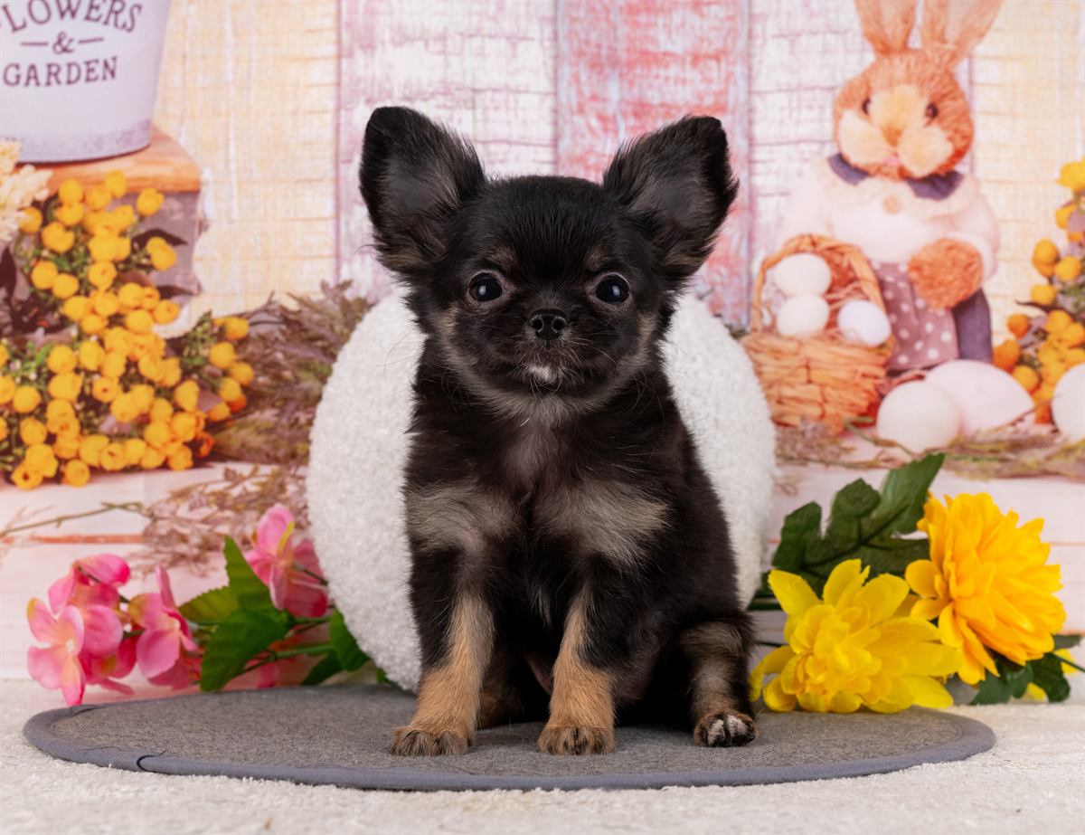 チワワ(ロング) | 女の子 | ブラック＆タン | 2026年1月31日（ID:dog-4000840）