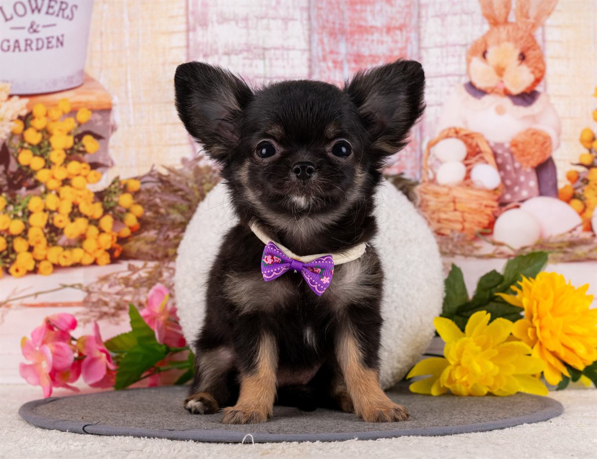 チワワ(ロング) | 女の子 | ブラック＆タン | 2026年1月31日（ID:dog-4000840）