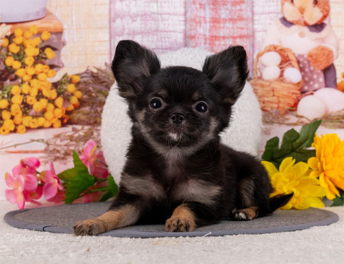 チワワ(ロング) | 女の子 | ブラック＆タン | 2026年1月31日（ID:dog-4000840）