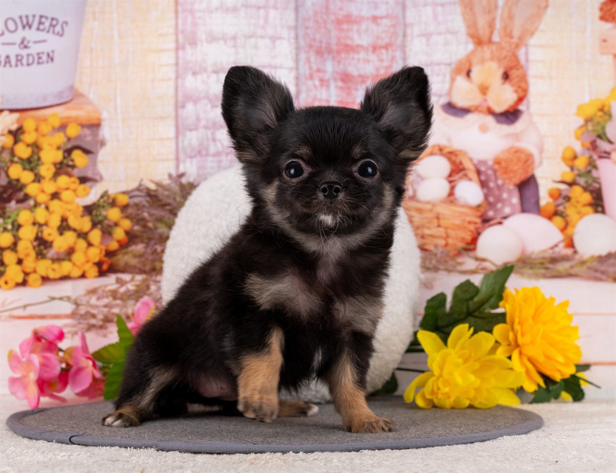 チワワ(ロング) | 女の子 | ブラック＆タン | 2026年1月31日（ID:dog-4000840）