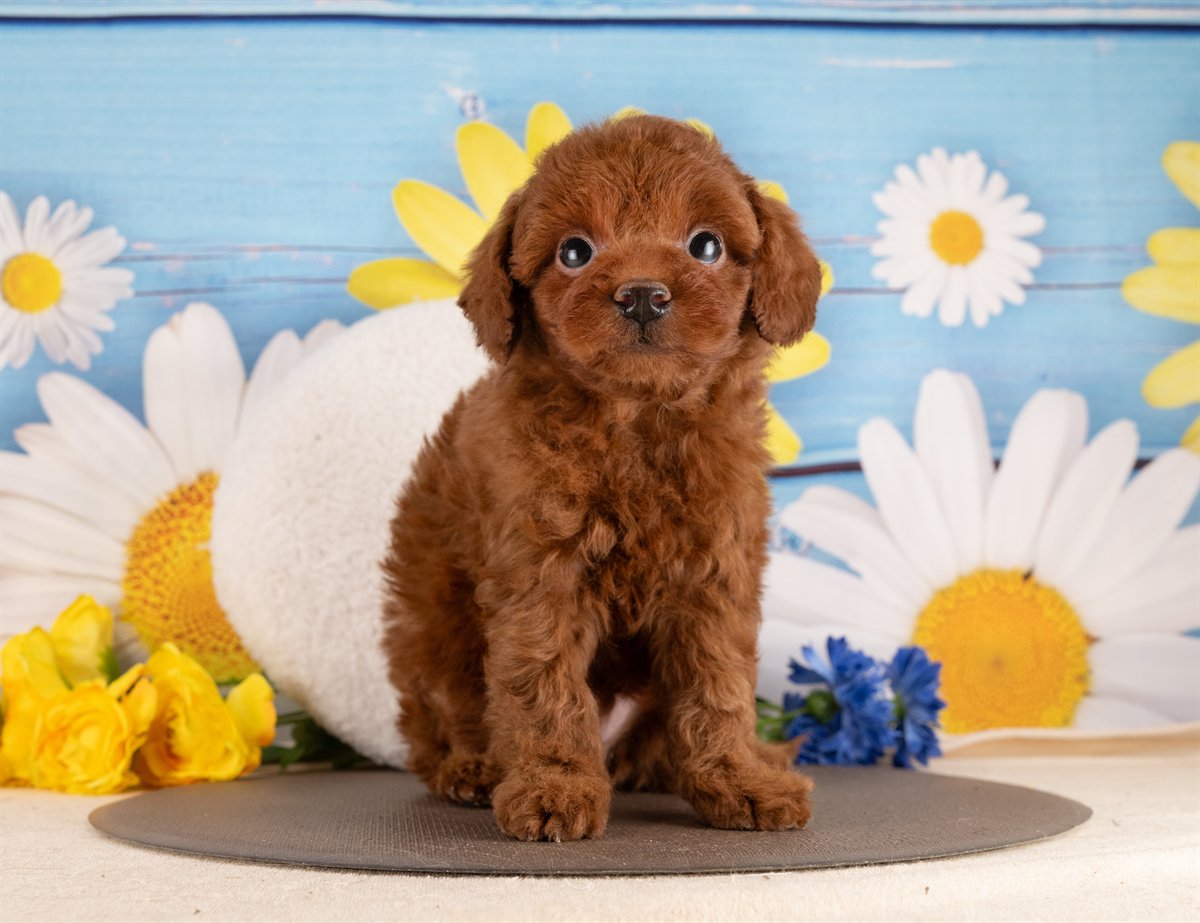 トイ・プードル | 男の子 | レッド | 2026年2月2日（ID:dog-4000843）