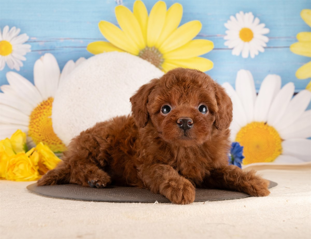 トイ・プードル | 男の子 | レッド | 2026年2月2日（ID:dog-4000843）