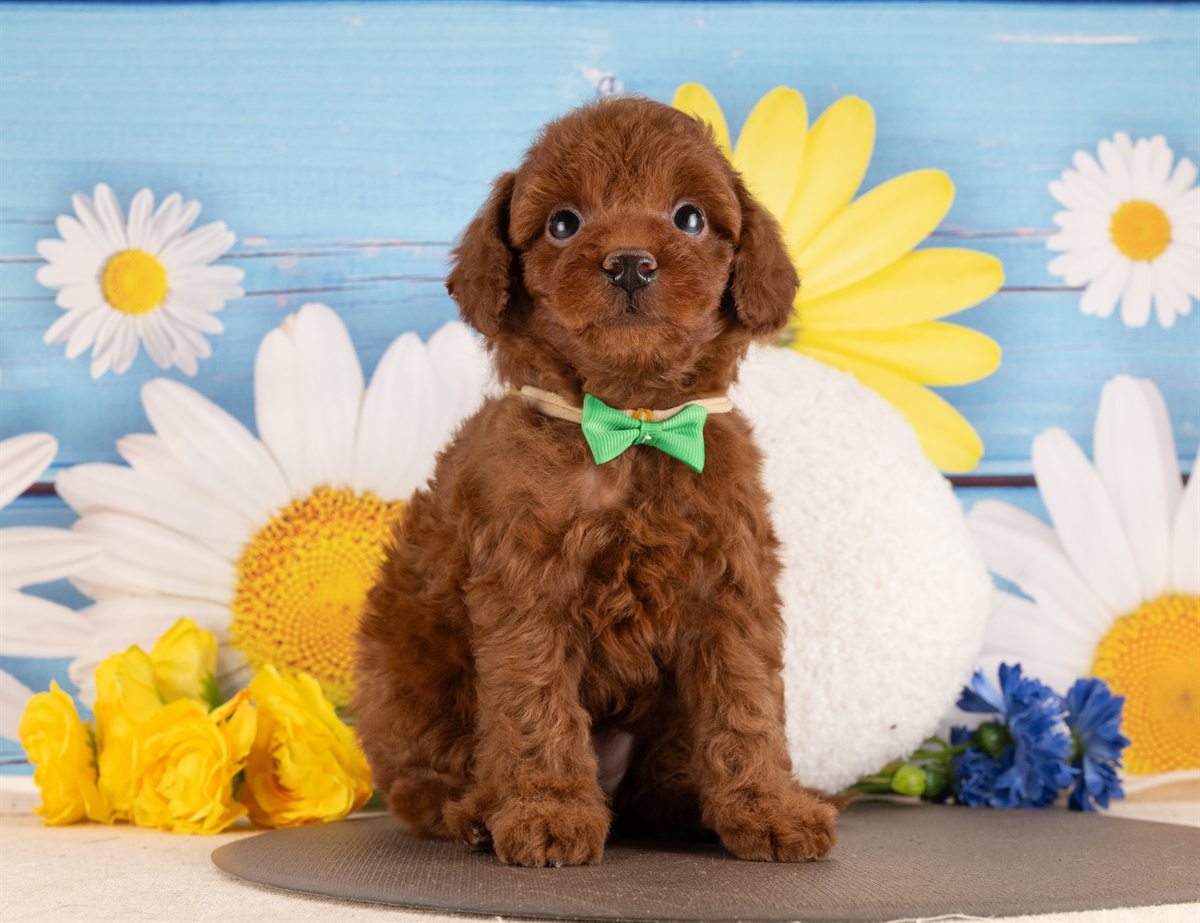 トイ・プードル | 男の子 | レッド | 2026年2月2日（ID:dog-4000843）