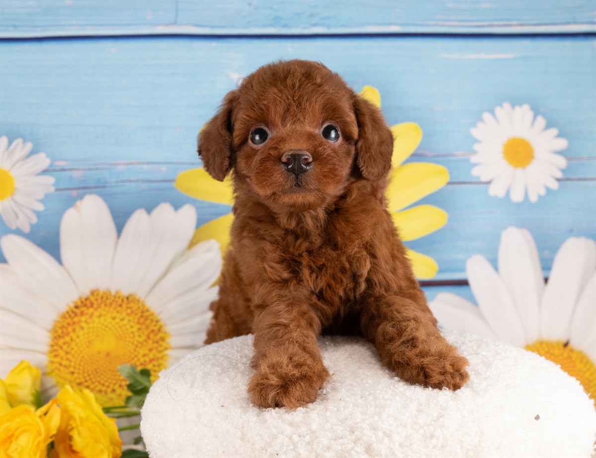 トイ・プードル | 男の子 | レッド | 2026年2月2日（ID:dog-4000843）