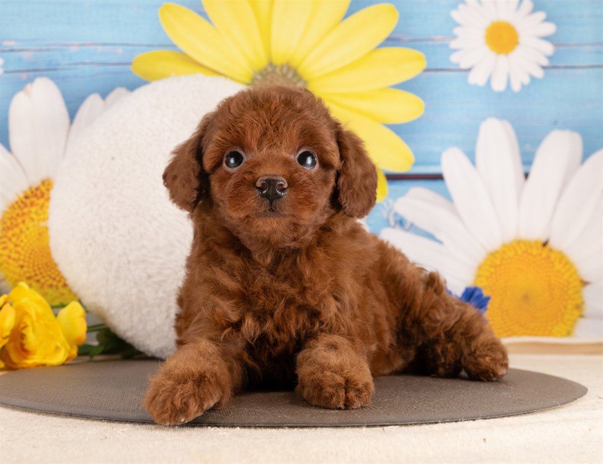 トイ・プードル | 男の子 | レッド | 2026年2月2日（ID:dog-4000843）