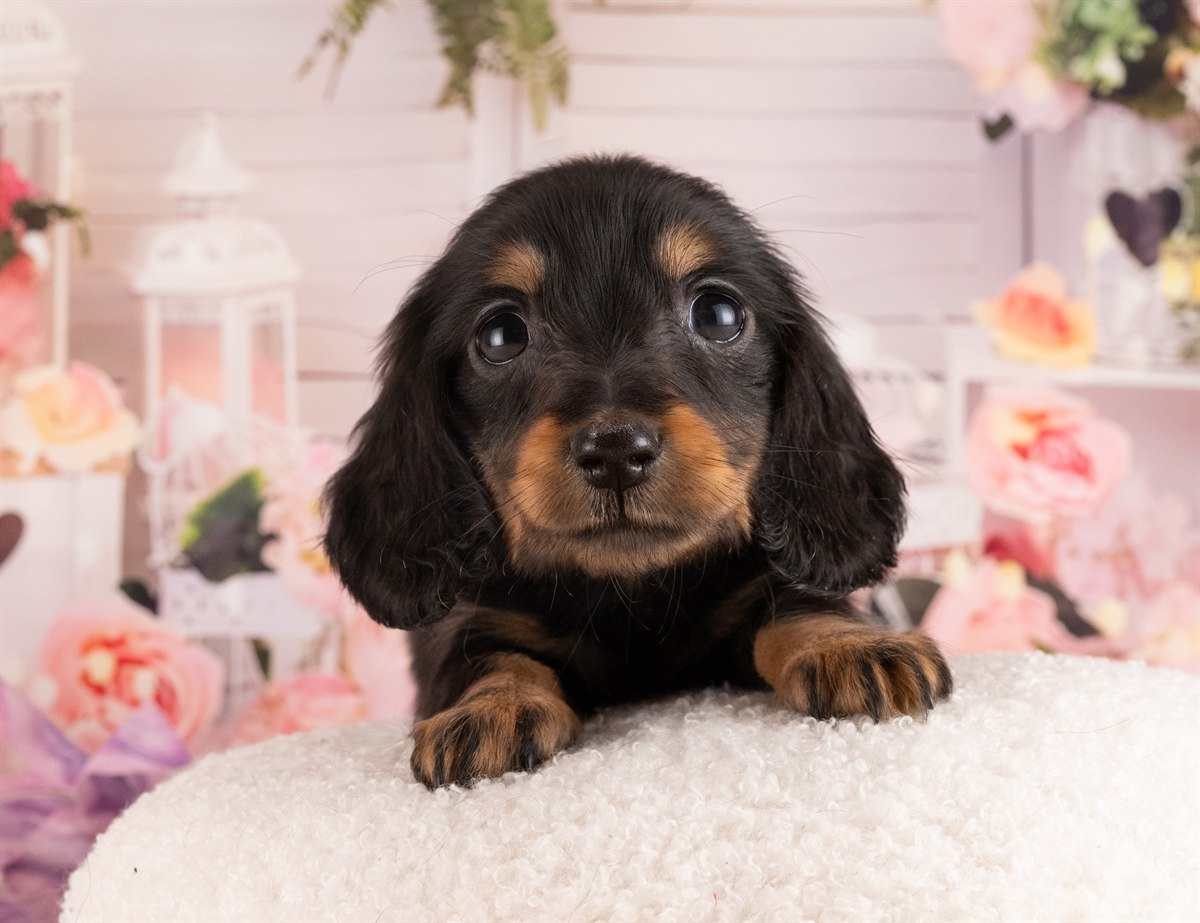 ミニチュア・ダックスフンド(ロング) | 女の子 | ブラック＆タン | 2026年2月2日（ID:dog-4000846）