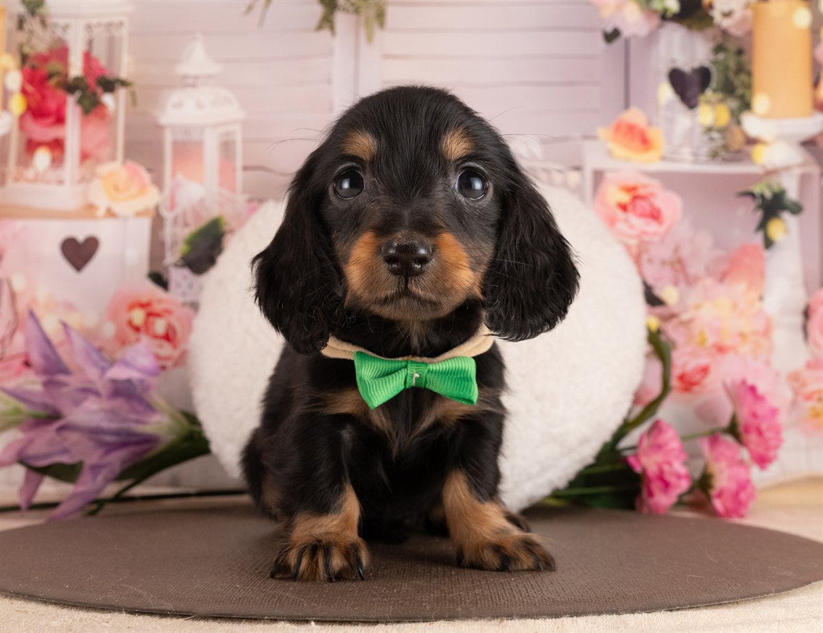 ミニチュア・ダックスフンド(ロング) | 女の子 | ブラック＆タン | 2026年2月2日（ID:dog-4000846）