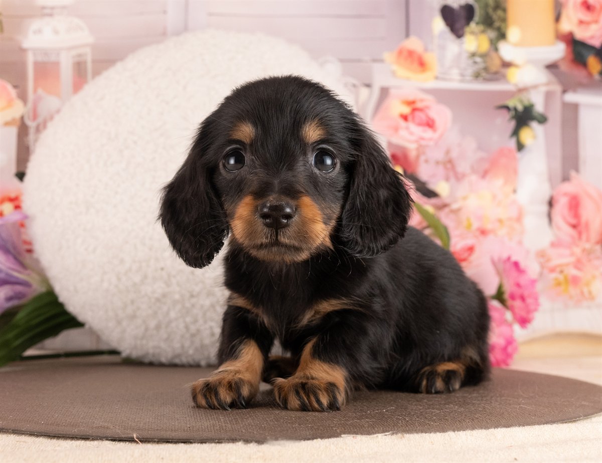 ミニチュア・ダックスフンド(ロング) | 女の子 | ブラック＆タン | 2026年2月2日（ID:dog-4000846）