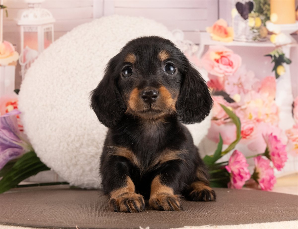ミニチュア・ダックスフンド(ロング) | 女の子 | ブラック＆タン | 2026年2月2日（ID:dog-4000846）