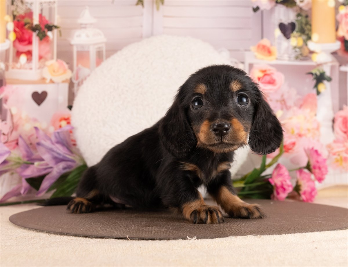 ミニチュア・ダックスフンド(ロング) | 女の子 | ブラック＆タン | 2026年2月2日（ID:dog-4000846）