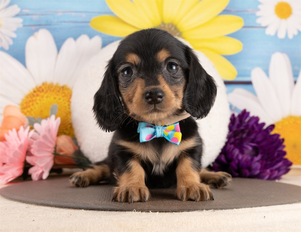 ミニチュア・ダックスフンド(ロング) | 女の子 | ブラック＆タン | 2026年2月2日（ID:dog-4000847）