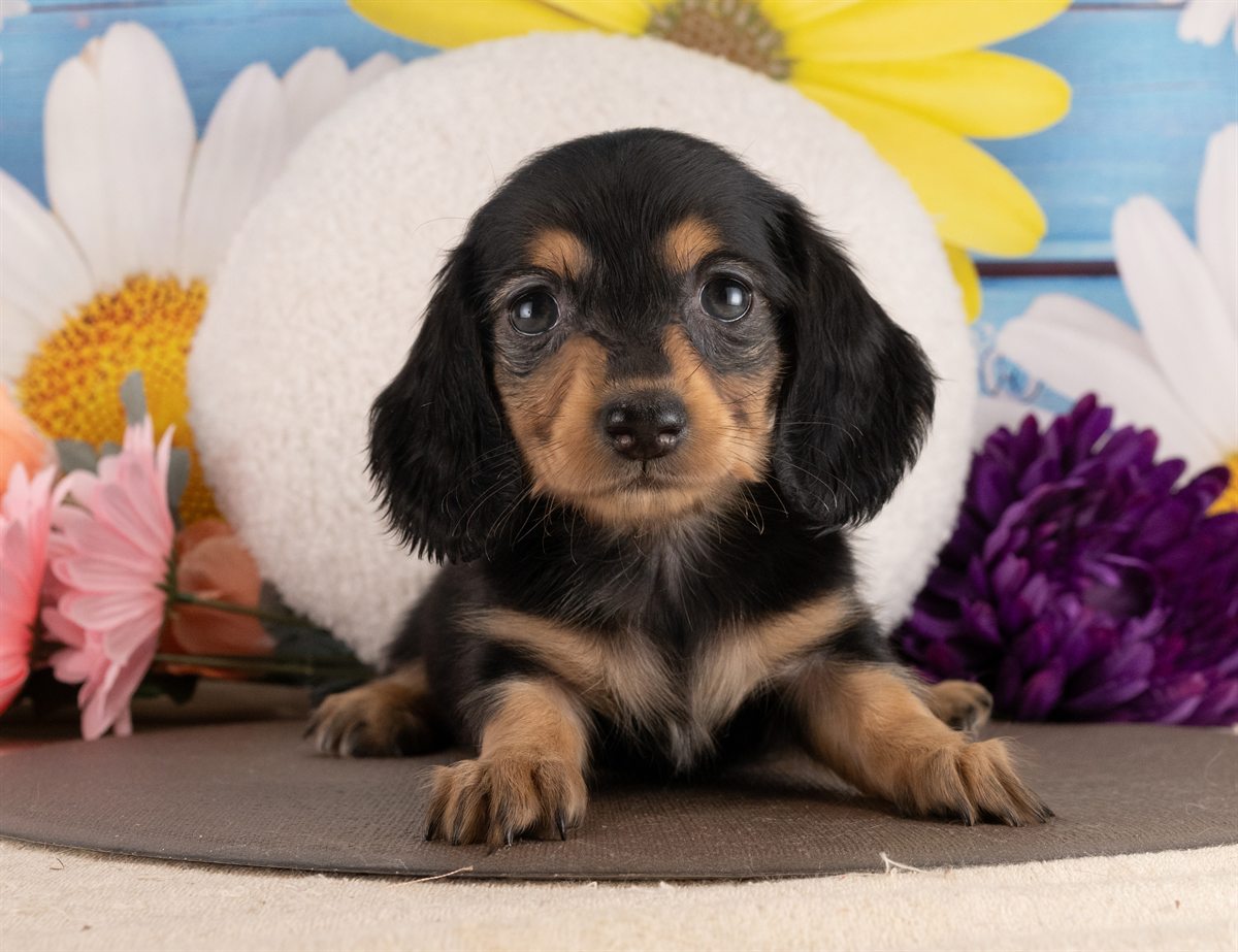 ミニチュア・ダックスフンド(ロング) | 女の子 | ブラック＆タン | 2026年2月2日（ID:dog-4000847）