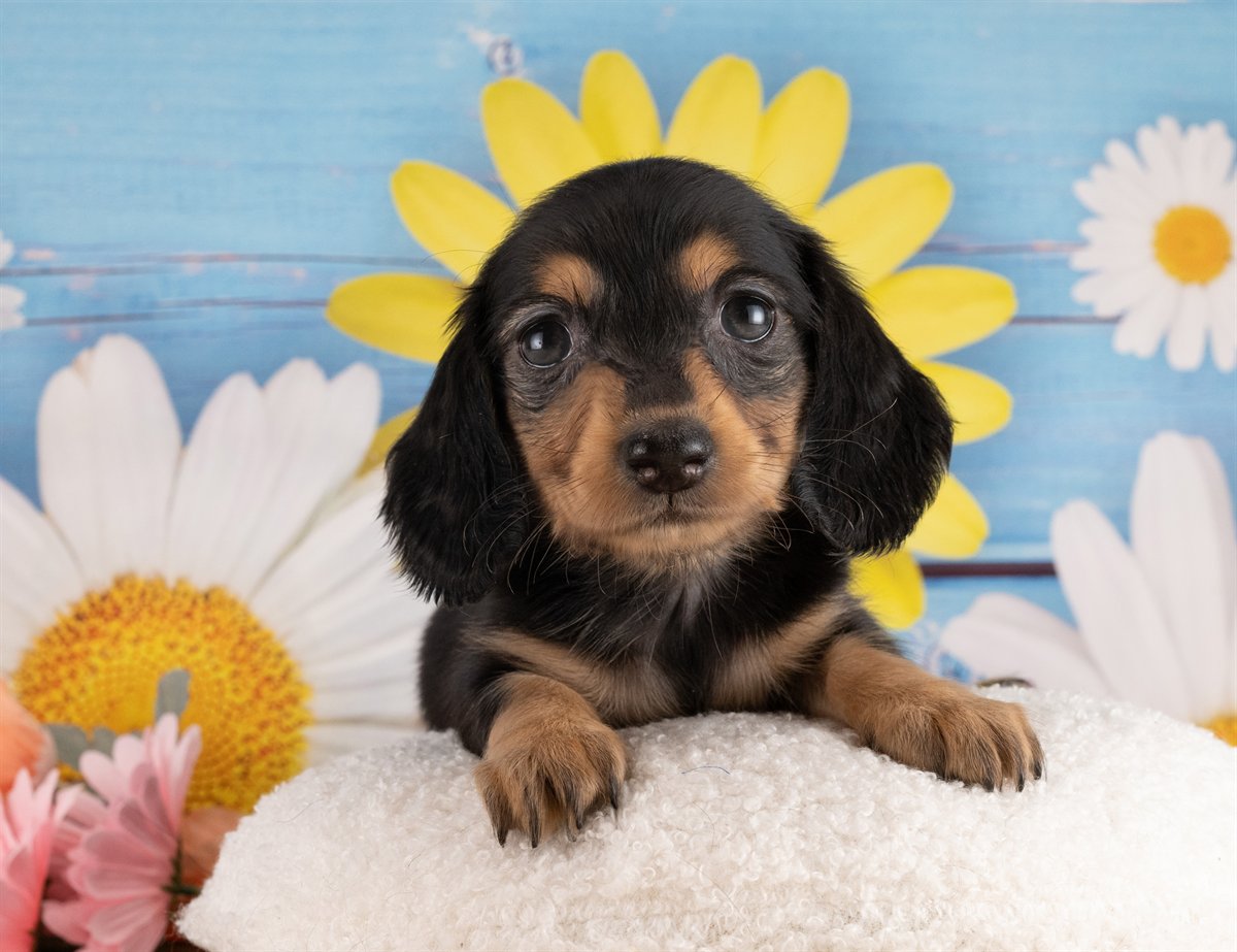 ミニチュア・ダックスフンド(ロング) | 女の子 | ブラック＆タン | 2026年2月2日（ID:dog-4000847）