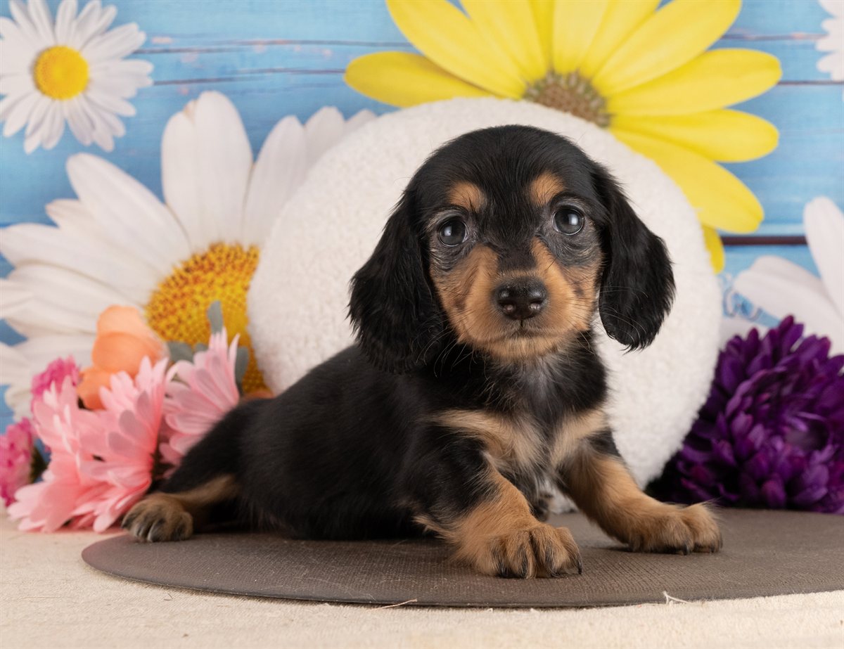 ミニチュア・ダックスフンド(ロング) | 女の子 | ブラック＆タン | 2026年2月2日（ID:dog-4000847）