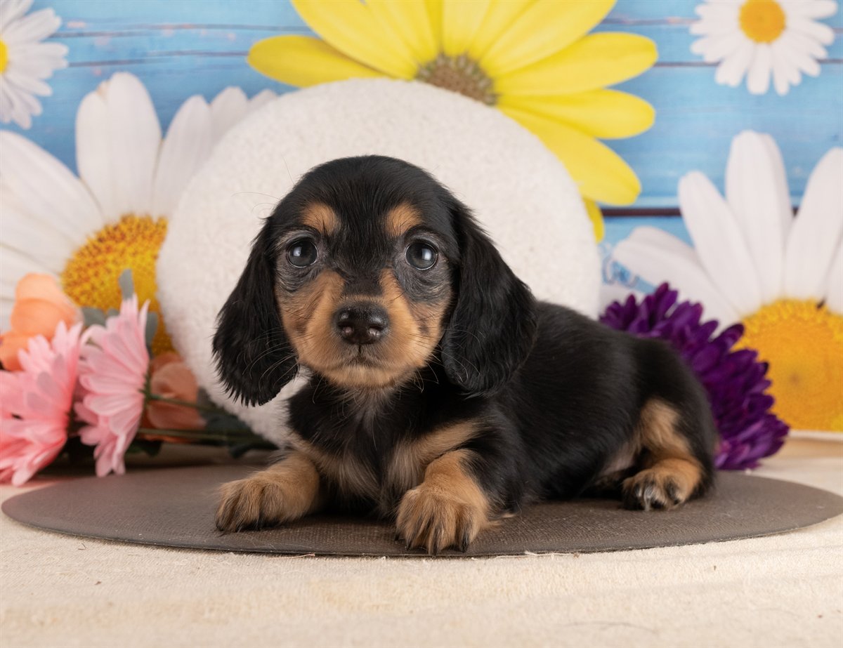 ミニチュア・ダックスフンド(ロング) | 女の子 | ブラック＆タン | 2026年2月2日（ID:dog-4000847）