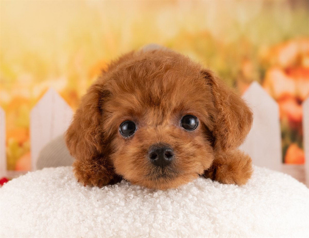 トイ・プードル | 女の子 | レッド | 2026年2月5日（ID:dog-4000856）