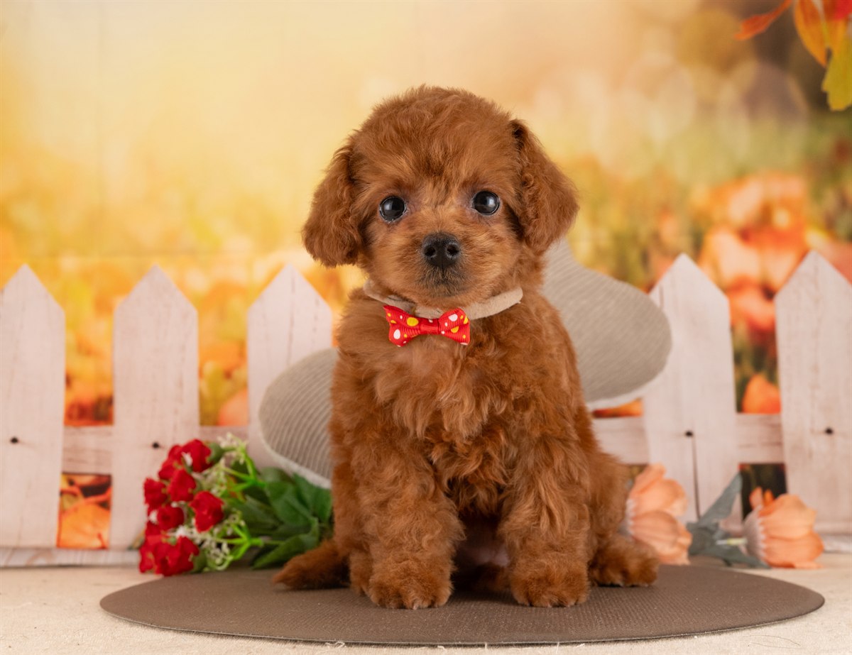 トイ・プードル | 女の子 | レッド | 2026年2月5日（ID:dog-4000856）