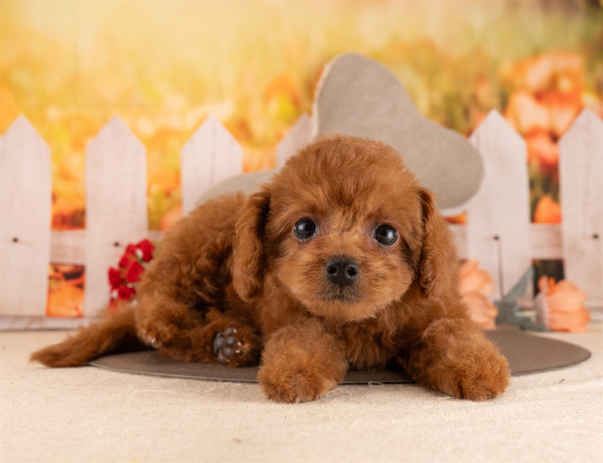 トイ・プードル | 女の子 | レッド | 2026年2月5日（ID:dog-4000856）