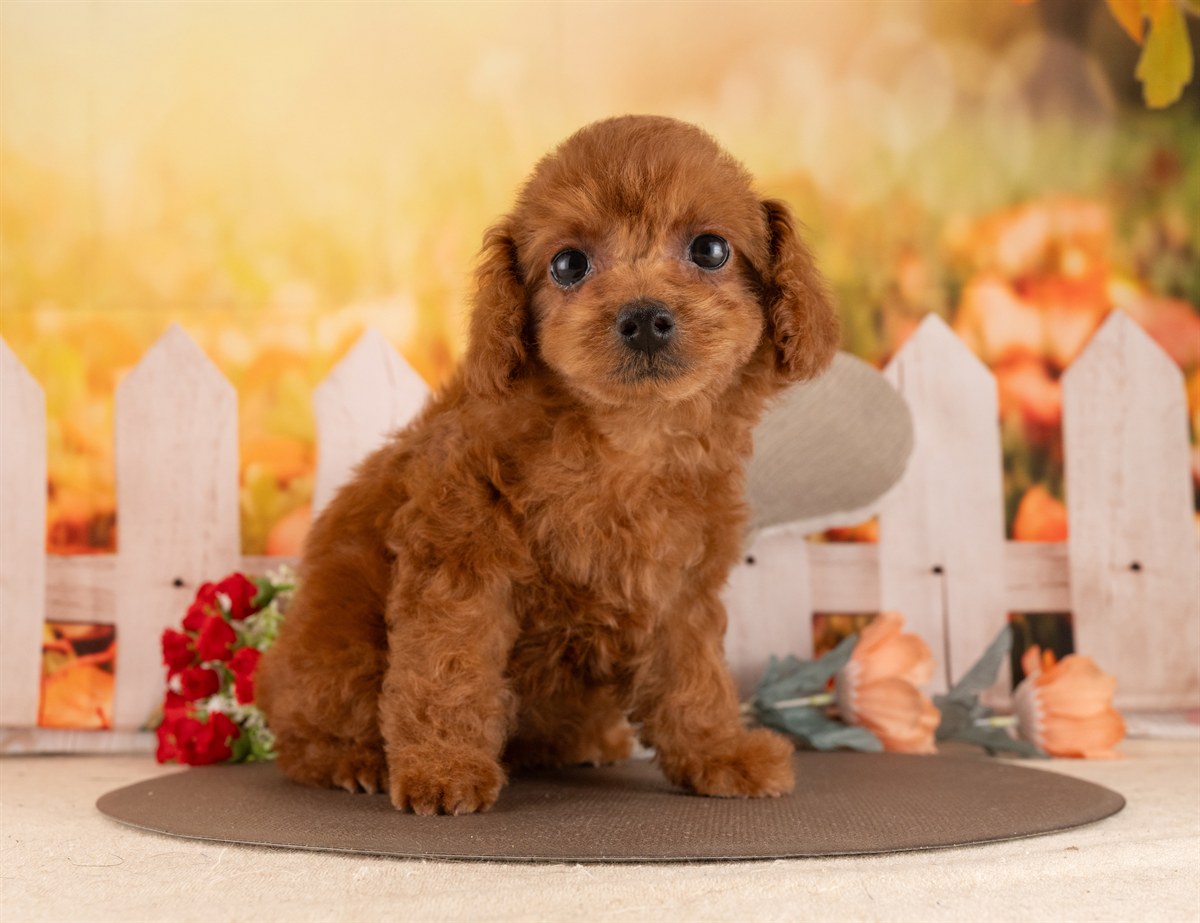 トイ・プードル | 女の子 | レッド | 2026年2月5日（ID:dog-4000856）