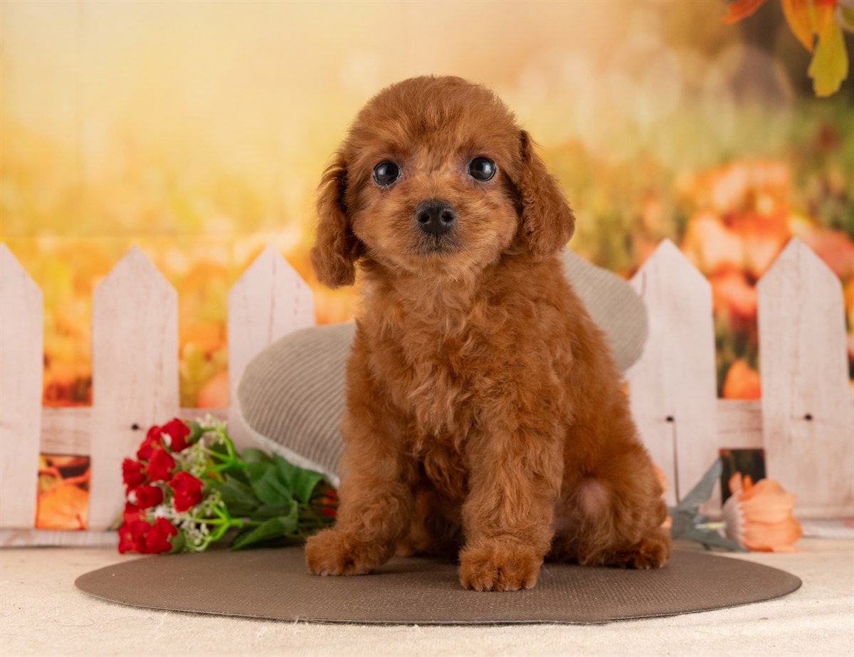 トイ・プードル | 女の子 | レッド | 2026年2月5日（ID:dog-4000856）