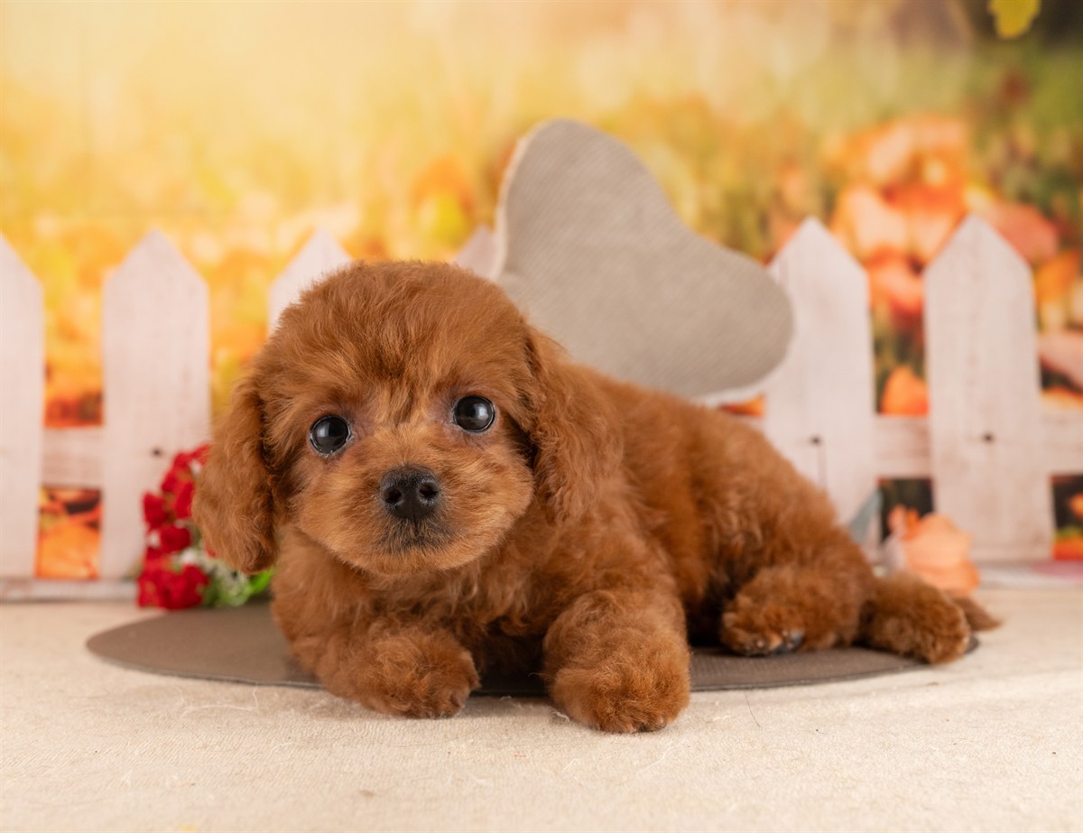 トイ・プードル | 女の子 | レッド | 2026年2月5日（ID:dog-4000856）