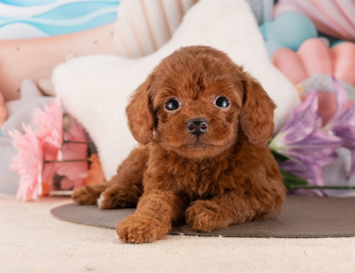 トイ・プードル | 女の子 | レッド | 2026年2月6日（ID:dog-4000870）