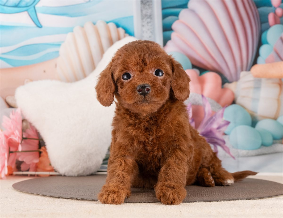 トイ・プードル | 女の子 | レッド | 2026年2月6日（ID:dog-4000870）